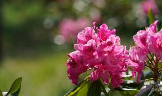 山丹丹开花红艳艳dj