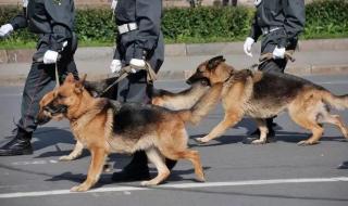 警犬知道自己是警犬吗